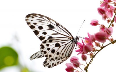 Beautiful butterfly in a butterfly park