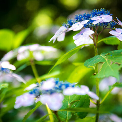 Chiedi a Ortensia! Coltiviamo il nostro giardino interiore