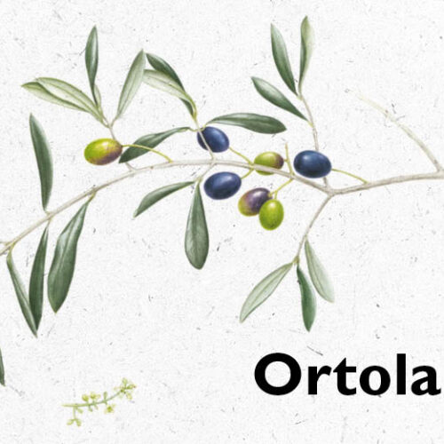 Ortolando