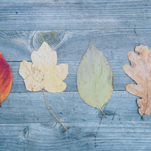 Le magiche trasformazioni della natura