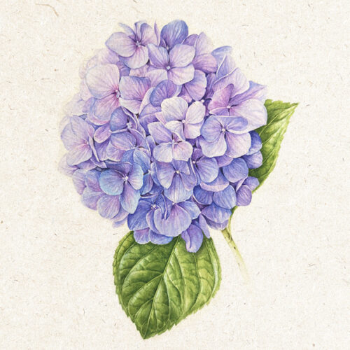 Laboratorio di pittura botanica